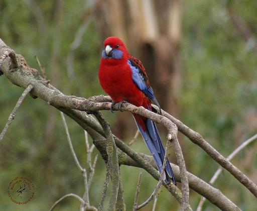 Crimson Rosella 9Y201D-025.JPG